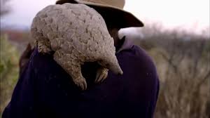Veterinarians assisted with the birth and the new boy arrived at about 2:45am, weighing in at 132 grams. The World S Most Wanted Animal Baby Pangolin And Her Best Friend Nature Pbs