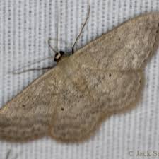 Image result for Gilgiochloa indurata