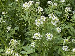 Image result for Rorippa nasturtium-aquaticum