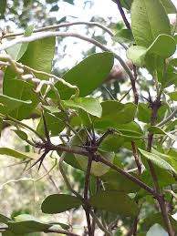 Image result for Carissa tetramera