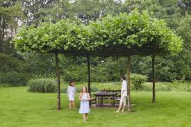Die Dachplatanen Schaffen Einen Schonen Schattenplatz Im Garten Perfekt Um Do Dachplatane Bauernhof Garten Garten