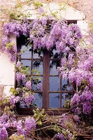Resultados De La Busqueda De Imagenes De Google De Http Www Arlingtoncameraclub Org Wp Content Uploads 2011 07 Window Flowers Jp With Images Wisteria Garden Vines Plants