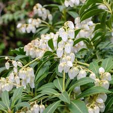 Image result for Pieris japonský obrázek