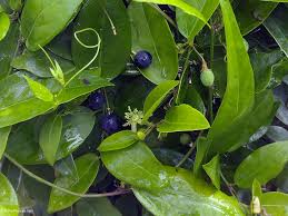 Image result for Passiflora suberosa