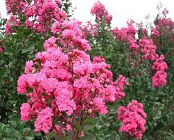 Image result for Lagerstroemia indica
