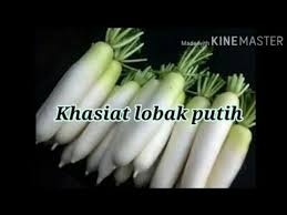 Ini kerana khasiat lobak putih sangat banyak kepada mereka. Khasiat Lobak Putih Youtube