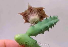 Image result for Huernia leachii
