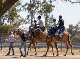Find great deals on new items shipped from stores to your door. Enjoy Riding Camels Less Than An Hour Out Of Brisbane