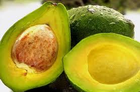 Image result for gambar alpukat