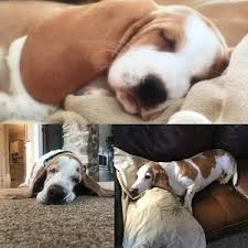 How much do basset hound puppies cost? Tributes