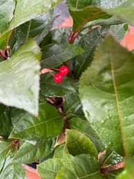 Image result for Ardisia staudtii