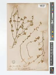 Image result for Sida ovata