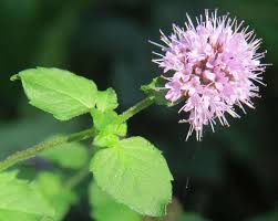 Image result for Mentha aquatica