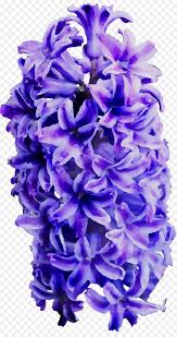 Flowers Clipart Background Png Download 919 1720 Free Transparent Hyacinth Png Download Cleanpng Kisspng Png transparency creator tool what is a png transparency creator? flowers clipart background png download