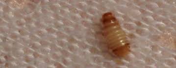 Check spelling or type a new query. Are These Carpet Beetles How Do I Get Rid Of Them Neogaf