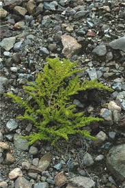 Image result for Pilea johnstonii