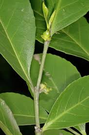 Image result for Suregada