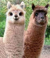 Check spelling or type a new query. Como Se Llama Llama