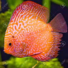 The inherent goal of our business is to bring joy into your home with the finest selection of discus fish. A Freshwater Discus Fish Manoeuvres About The Aquarium Stock Photo Picture And Royalty Free Image Image 10505288