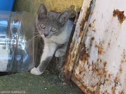 Bahceden Kedi Istilacilarindan Biri Cat Kedi