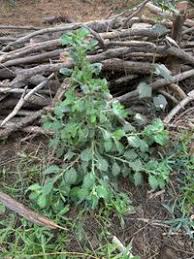 Image result for Pseudoconyza viscosa