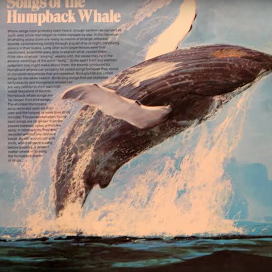 Sound and Science  Songs of the Humpback Whale
