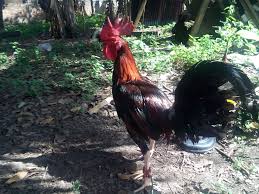 Original Crossing Peru Ninja Line Ternak Ayam Philipina Facebook