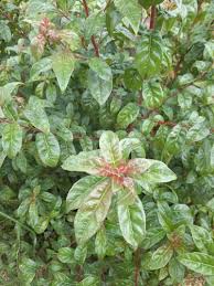 Image result for Olinia vanguerioides