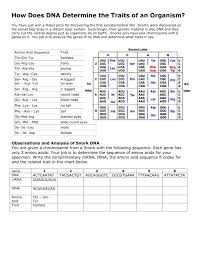 Dna contains codes for proteins which are necessary for the growth and functioning of an organism how does dna in cells determine an organisms complex traits? How Does Dna Determine The Traits Of An Organism