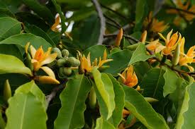 Image result for Magnolia champaca