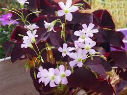 When is the best time to separate oxalis? Oxalis Plant Care Grow Shamrock Plant Growing Ornamental Oxalis