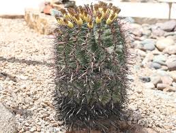 Contains extra pumice for superior drainage, as well as aged fir, aged redwood, lava rock and sand. Compass Barrel Elgin Nursery Tree Farm Phoenix Az