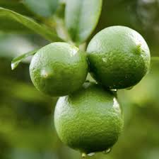 Key lime tree size nøkkelen lind produserer små, intenst flavored viktige limes. Dwarf Key Lime Tree