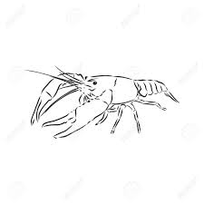 It is with great pleasure that the art of compassion project presents this eclectic mix of art in aid of river's wish animal sanctuary. Hand Drawn Crayfish Cancer With Simple Decor On White Isolated Royalty Free Cliparts Vectors And Stock Illustration Image 148594845