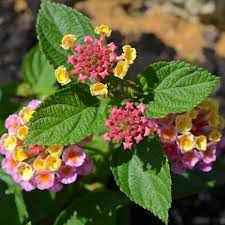 Lantana Floral Arrangements Lantana Floral