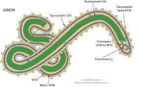 Overview of needs and requirements. Structure Of Ebola Virus