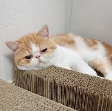 To connect with kucing persia peaknose, join facebook today. Kucing 101 5 Fakta Peaknose Salah Satu Jenis Persia Yang Pesek