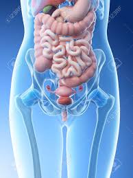 Your abdomen contains the digestive and urinary systems. 3d Rendered Illustration Of A Females Abdominal Organs Stock Photo Picture And Royalty Free Image Image 117987475