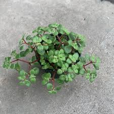 Image result for Crassula expansa