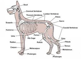 Bothell Pet Hospital Learn More From Past Veterinary Medical Cases Of Dogs And My World Of Animals Blog 2019 Dog Anatomy Dog Leg Animal Hospital