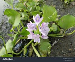 Image result for Pontederia crassipes