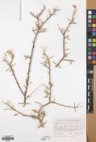 Image result for Cadaba farinosa