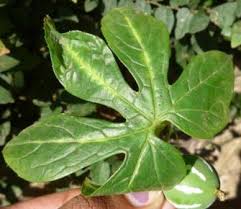 Image result for Diplocyclos