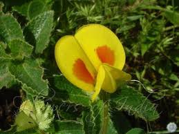 Image result for Smithia