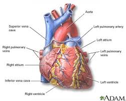Check spelling or type a new query. Heart Front View Medlineplus Medical Encyclopedia Image