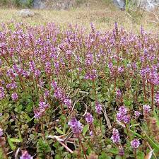 Image result for Rotala filiformis