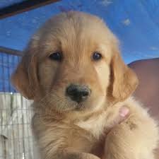 Looking for mexico farms or acreages for sale? Golden Retriever Puppy For Sale In Albuquerque Nm Adn 41625 On Puppyfinder Com Gender Female Age Golden Retriever Golden Retriever Puppy Puppies For Sale