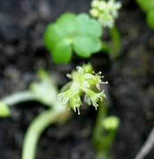 Image result for Hydrocotyle ranunculoides