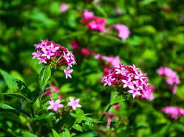 We accept donations and membership payments online and by check. Ohio Valley Annuals Annual Flowers For Central Region Gardens