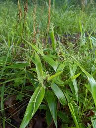 Image result for Dicoma tomentosa